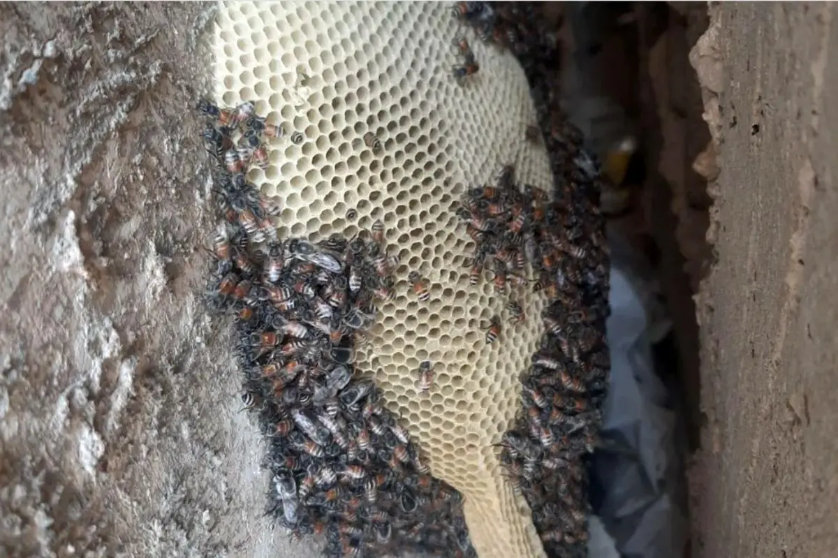 قیمت‌های عجیب عسل وحشی