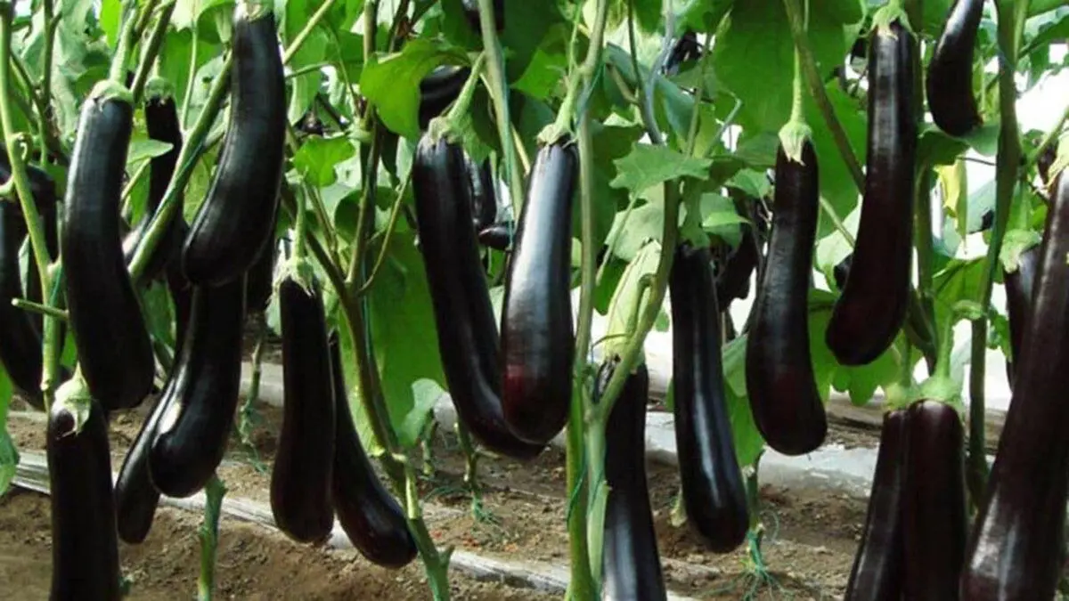 بادمجان؛ رکورددار گرانی