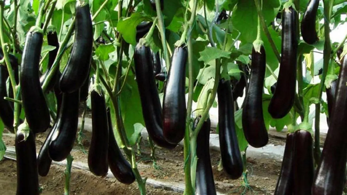 بادمجان؛ رکورددار گرانی