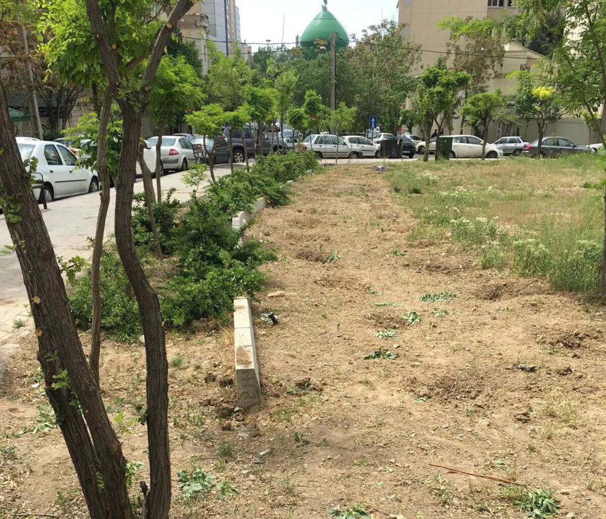 قلع و قمع شبانه درختان فضاى سبز چيذر توسط ماموران شهردارى