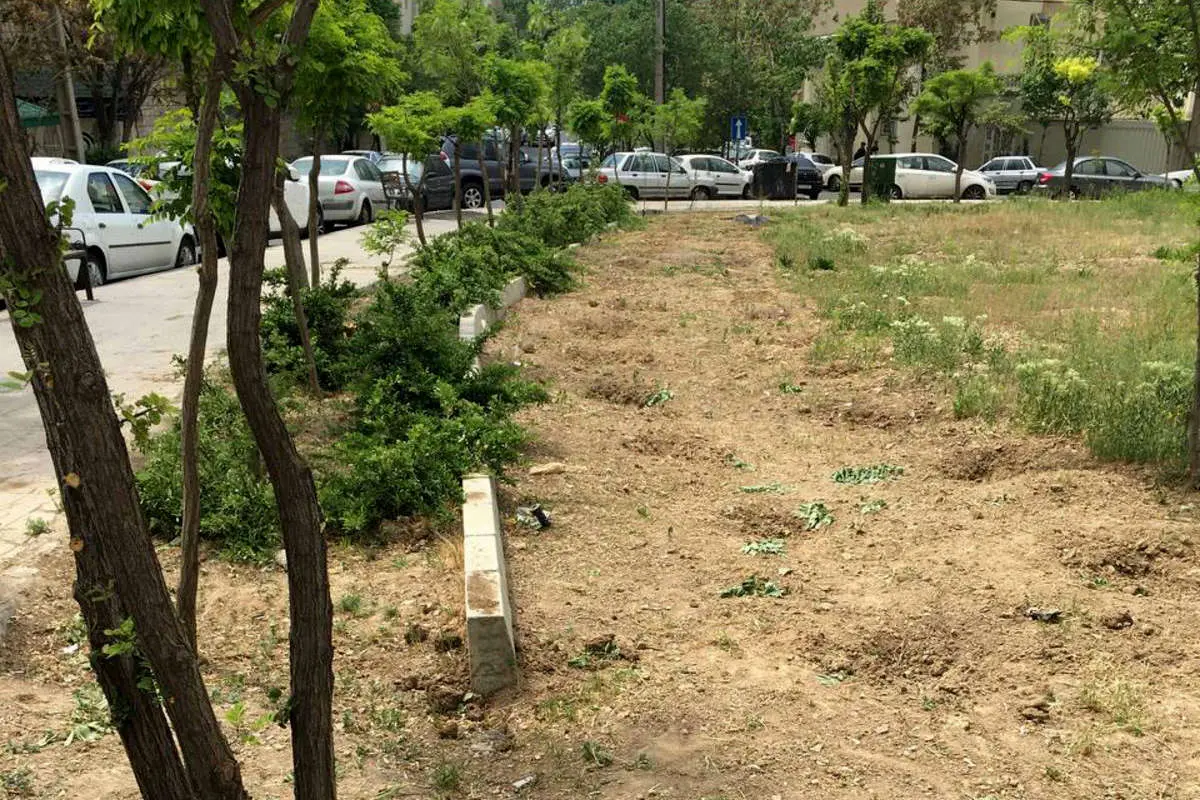 قلع و قمع شبانه درختان فضاى سبز چيذر توسط ماموران شهردارى