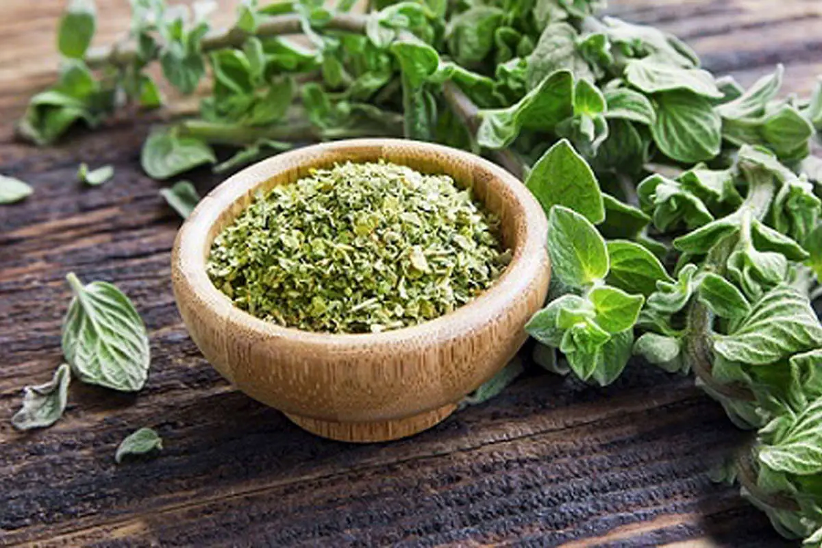 پونه کوهی؛ یک گیاه همهفن حریف