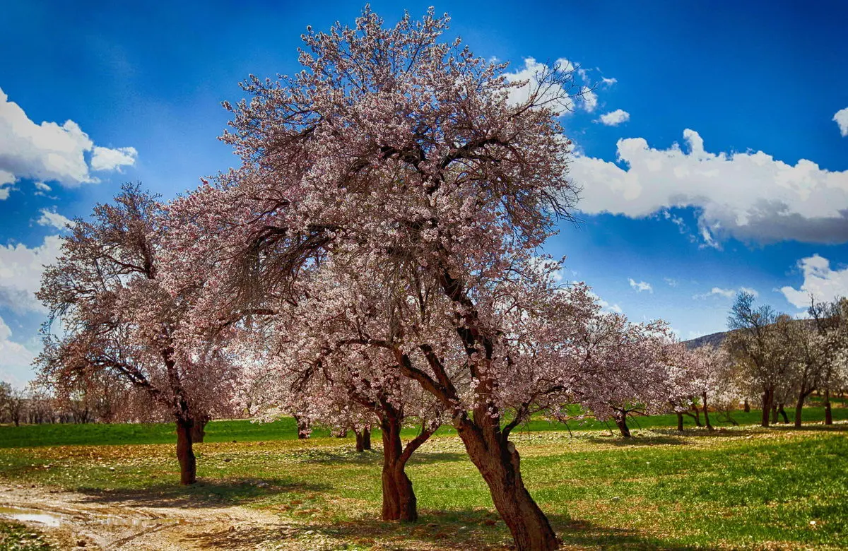 پیش‌بینی وضعیت آب و هوای تهران فردا چهارشنبه ۷ اردیبهشت ۱۴۰۱