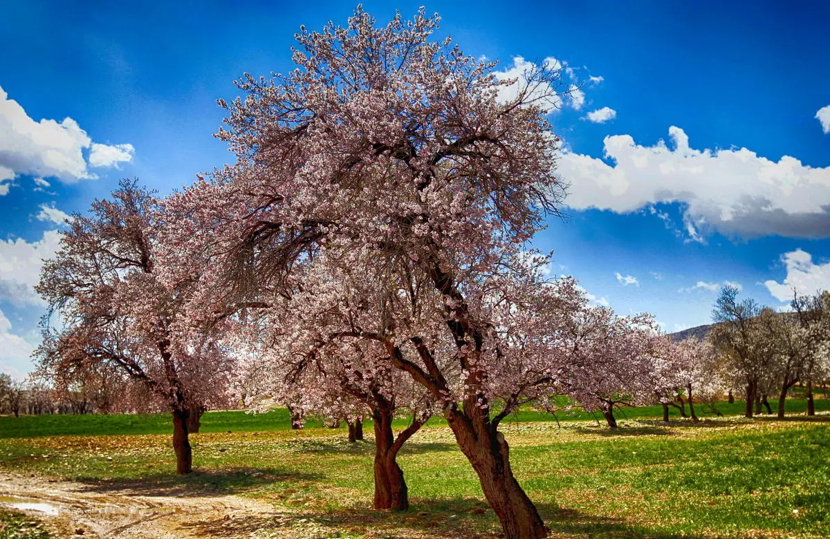 پیش‌بینی وضعیت آب و هوای تهران فردا چهارشنبه ۷ اردیبهشت ۱۴۰۱