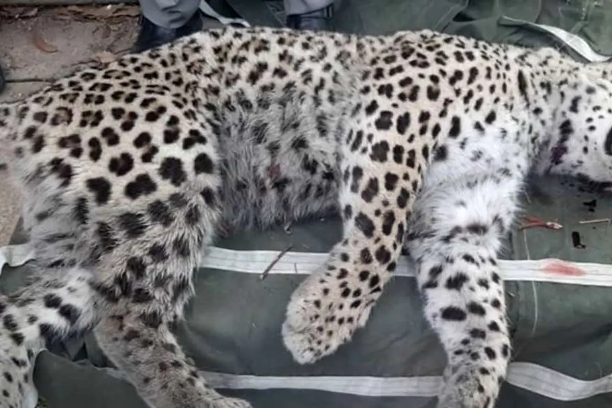 جنجال جدید درباره پلنگ قائمشهر