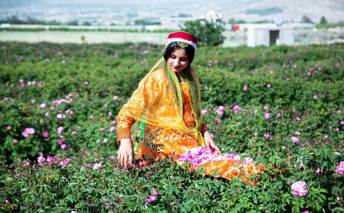 (تصاویر) جشنواره گل و گلاب میمند