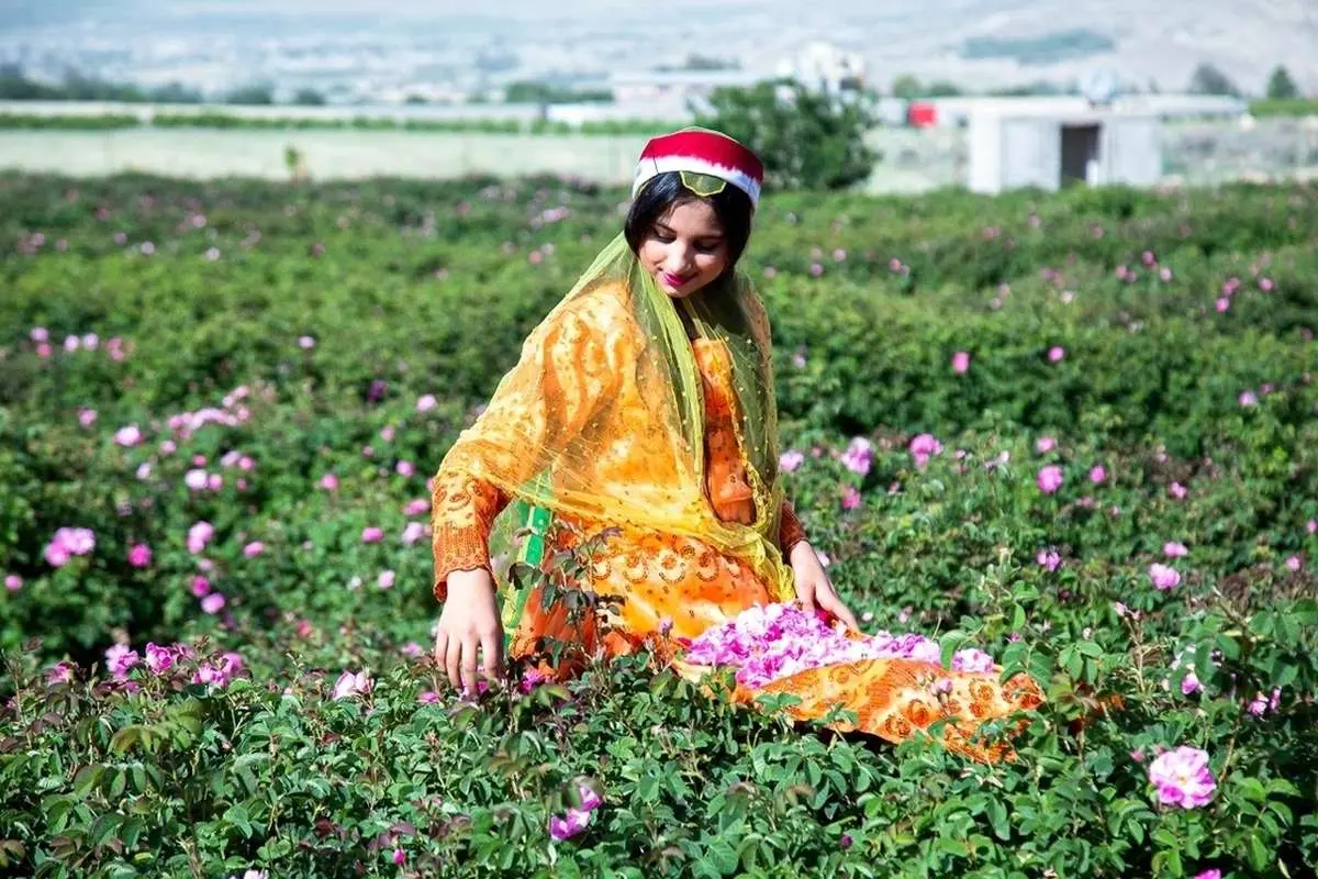 (تصاویر) جشنواره گل و گلاب میمند