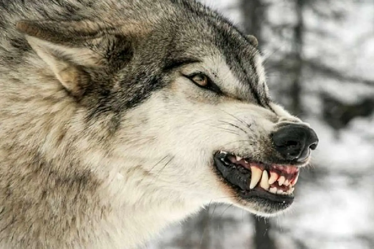 (ویدئو) حمله وحشتناک یک گرگ به خانم معلم
