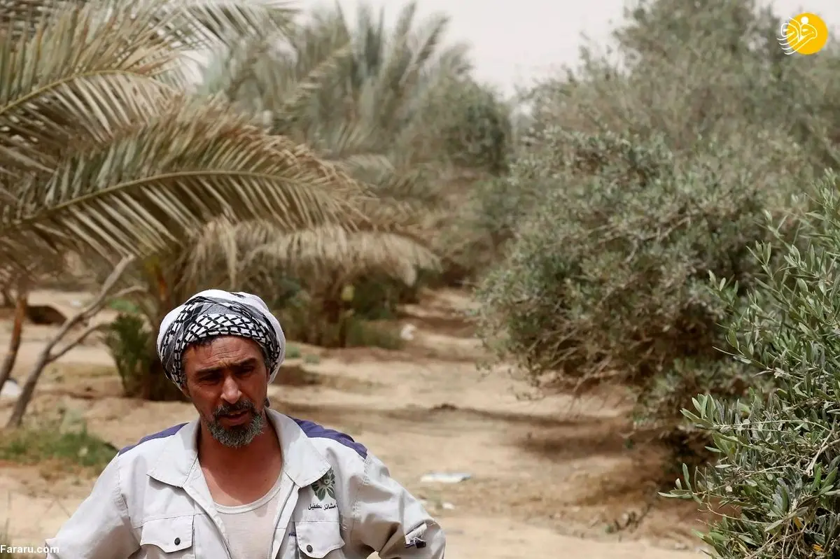 (ویدئو) خشک شدن «کمربند سبز» کربلا و افزایش گرد و غبار
