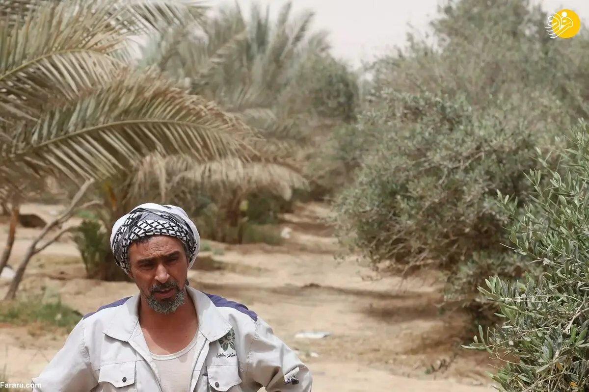 (ویدئو) خشک شدن «کمربند سبز» کربلا و افزایش گرد و غبار