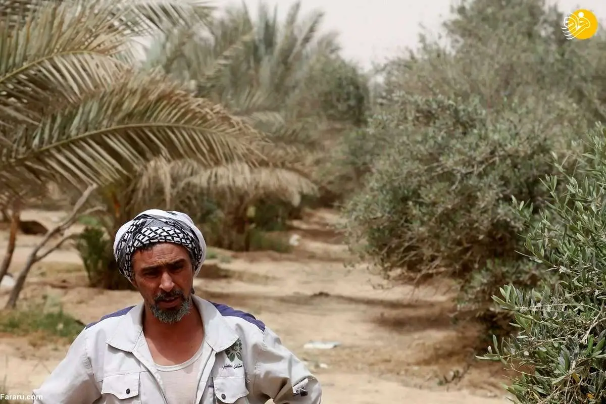 (ویدئو) خشک شدن «کمربند سبز» کربلا و افزایش گرد و غبار