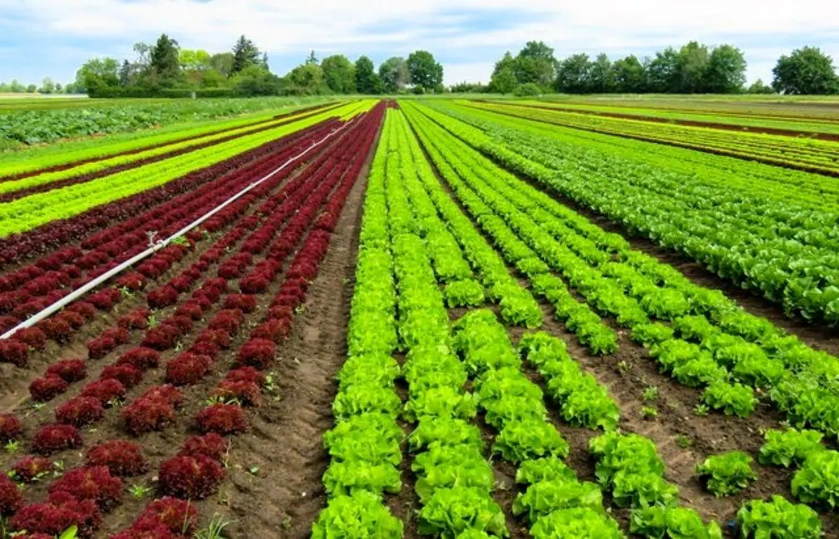 لغو ممنوعیت صادرات گوجه، بادمجان، سیب زمینی و پیاز