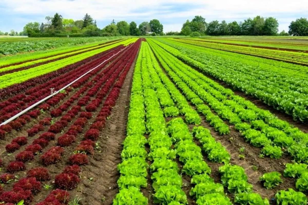 لغو ممنوعیت صادرات گوجه، بادمجان، سیب زمینی و پیاز