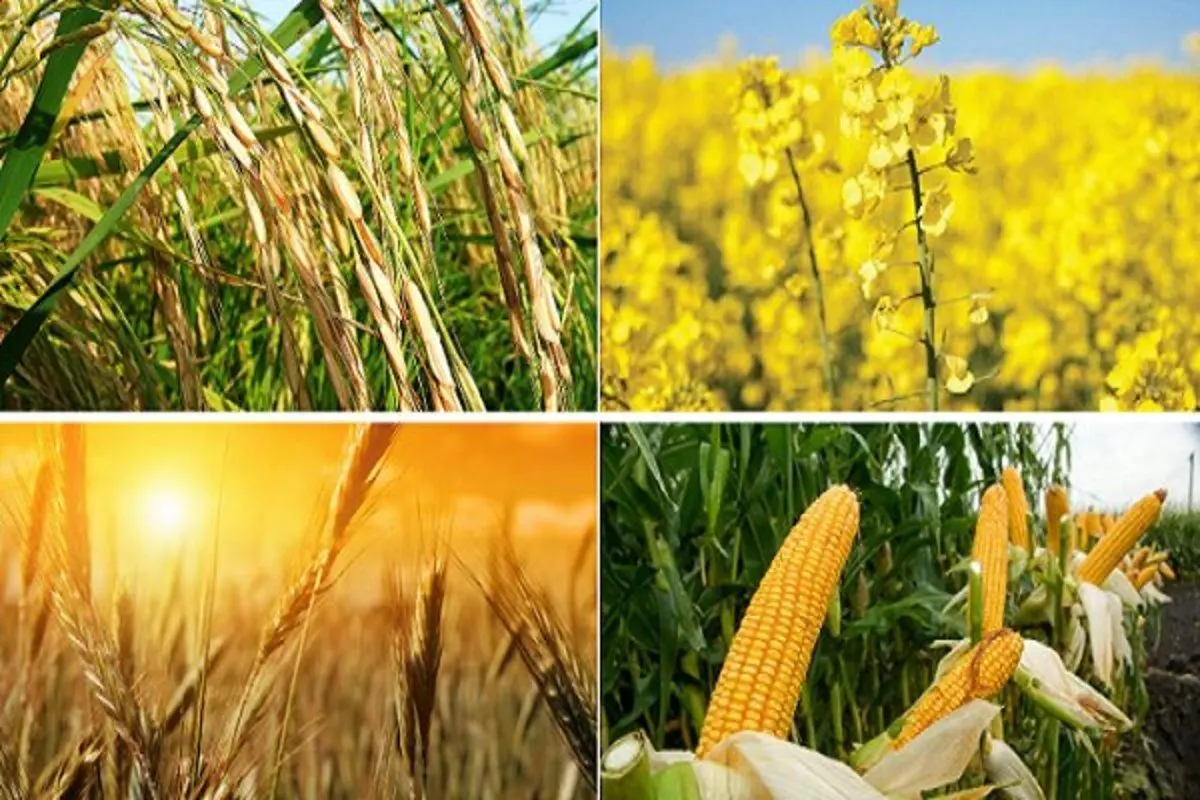 واردات کالای اساسی منحصر به دولت شد