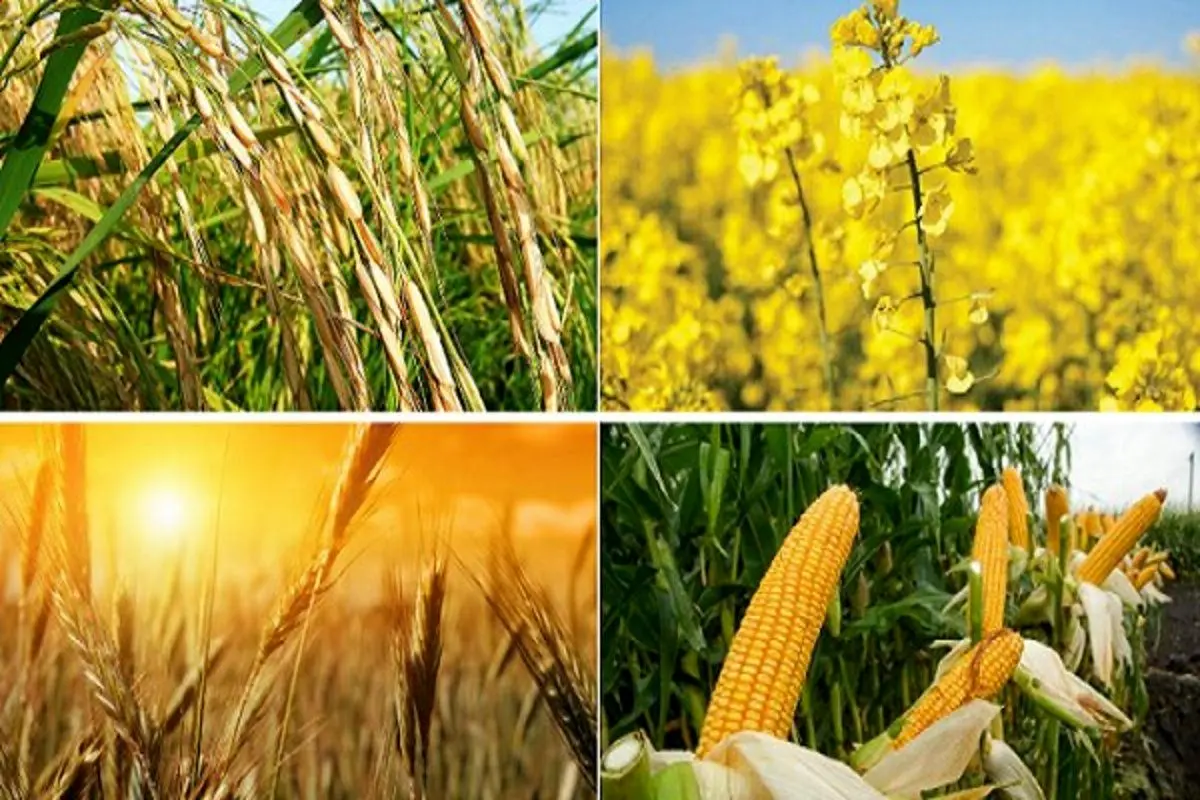 واردات کالای اساسی منحصر به دولت شد