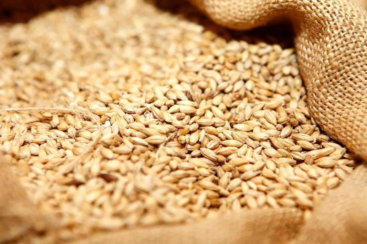 نرخ تعیین شده برای گندم قیمت نان را تا ۴ برابر افزایش می‌دهد