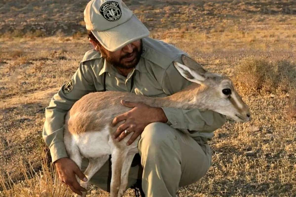 حکم اعدام برومند نجفی متوقف شد