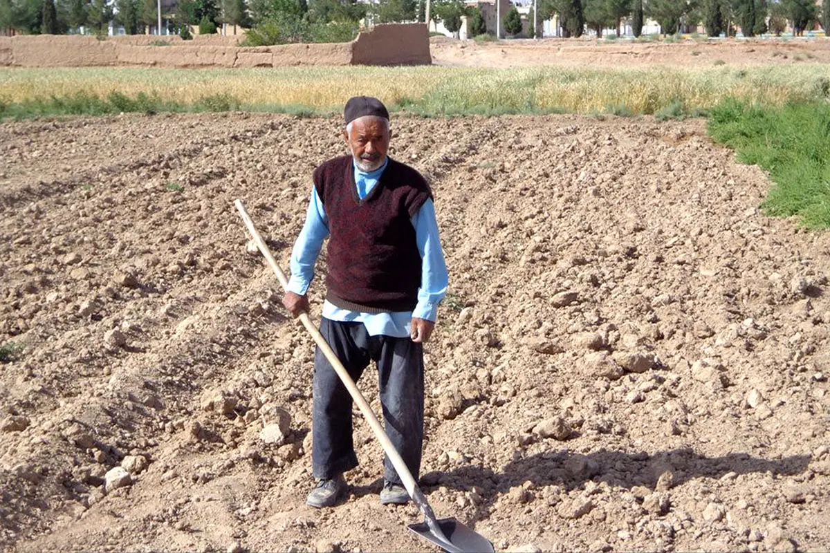 آب نرسید، اراضی زیر کشت گندم در شرق اصفهان از بین رفت