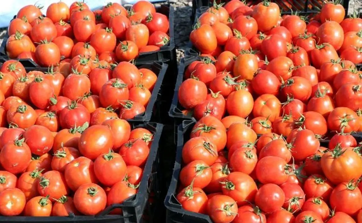 قیمت گوجه‌فرنگی و بادمجان همچنان در صدر