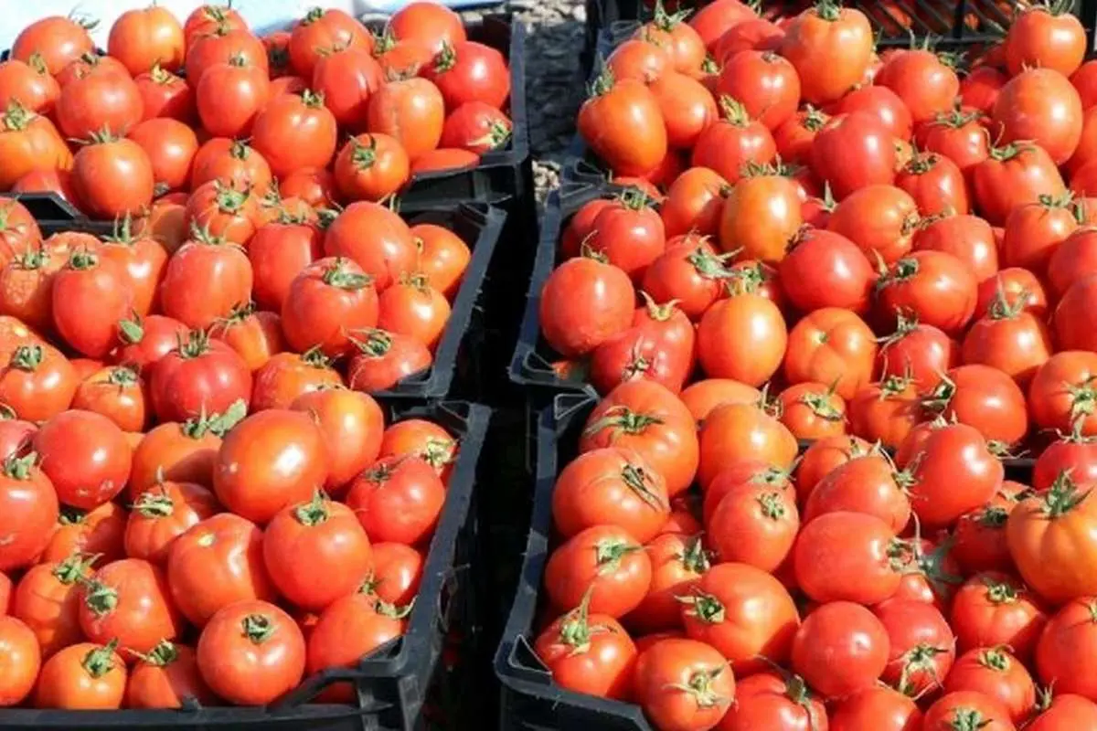 قیمت گوجه‌فرنگی و بادمجان همچنان در صدر
