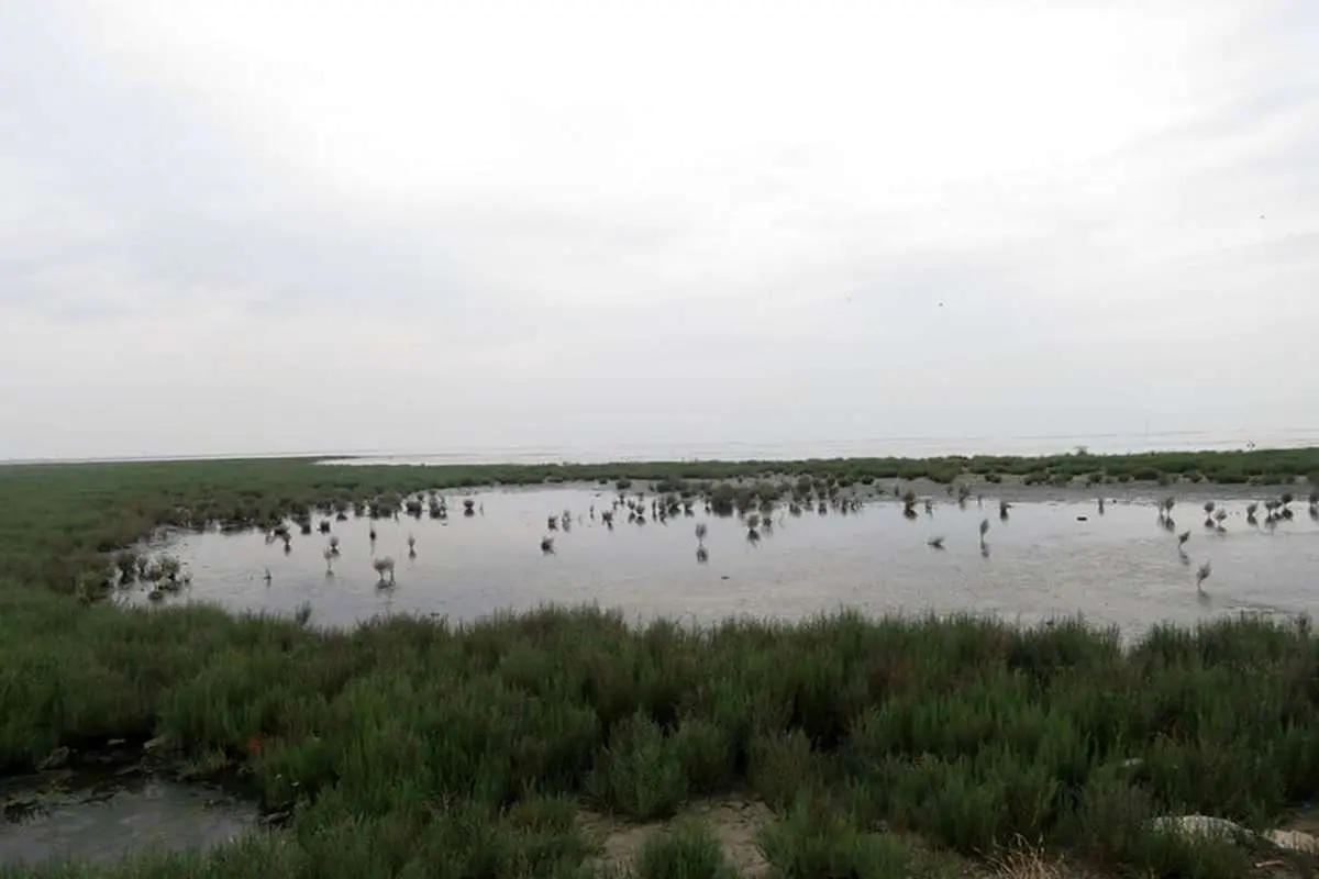 لایروبی کانال آشوراده، خطری در کمین میانکاله
