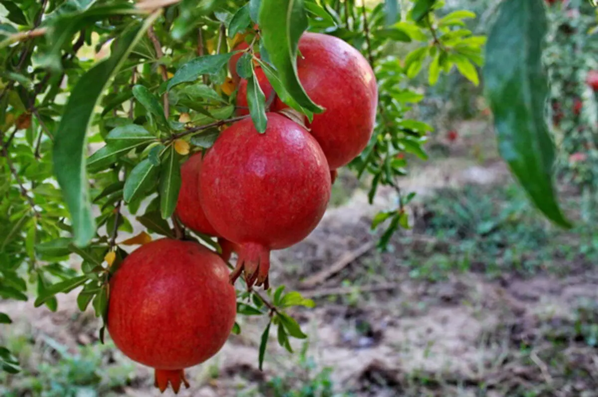 (ویدئو) شیوه نگهداری انار در حلبچه