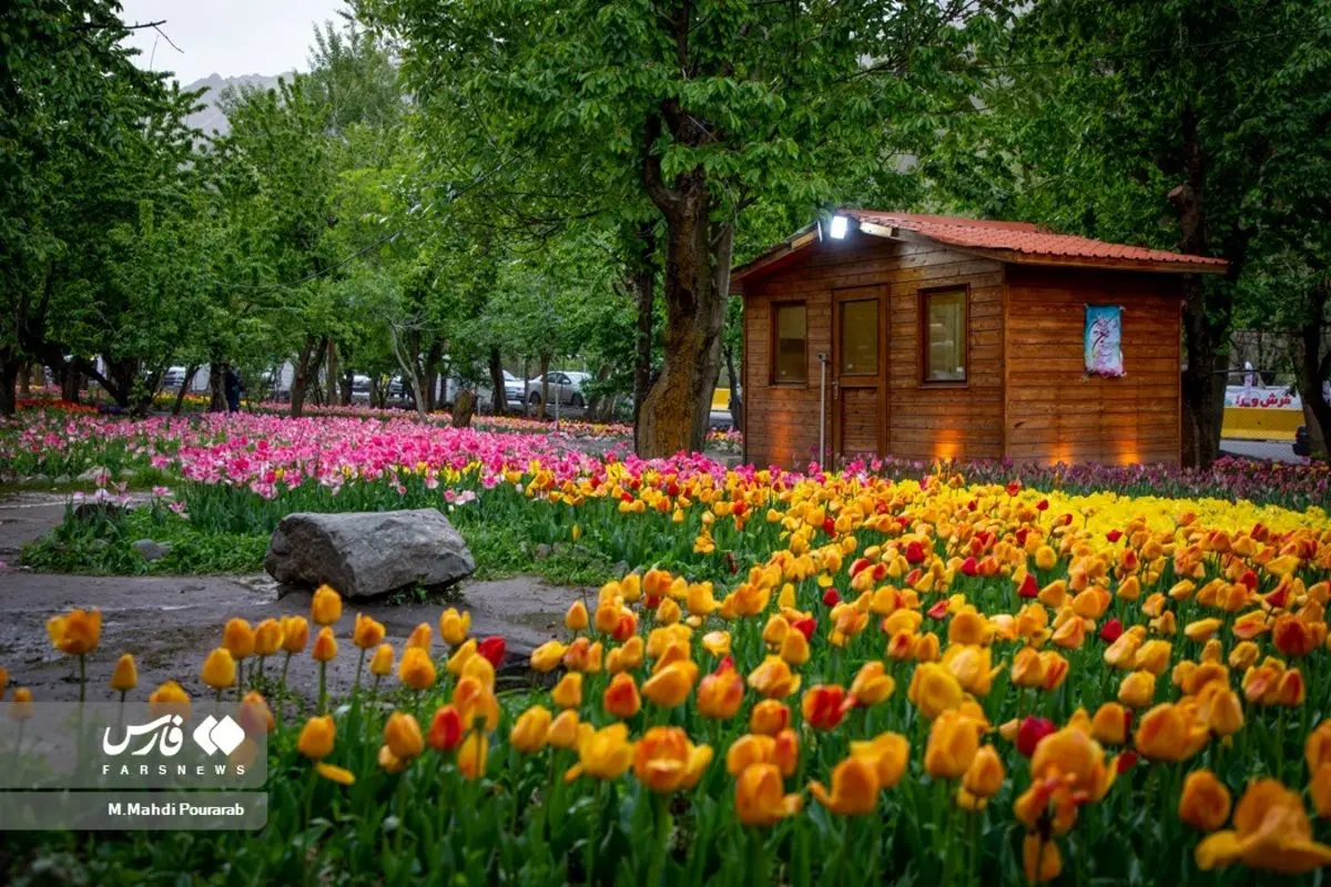 (تصاویر) جشنواره گل‌های لاله آسارا