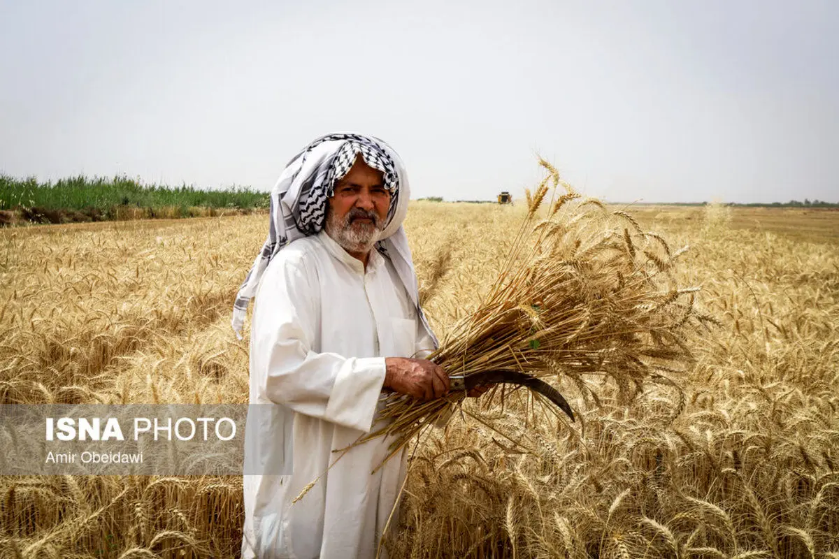 (تصاویر) برداشت گندم در حمیدیه خوزستان