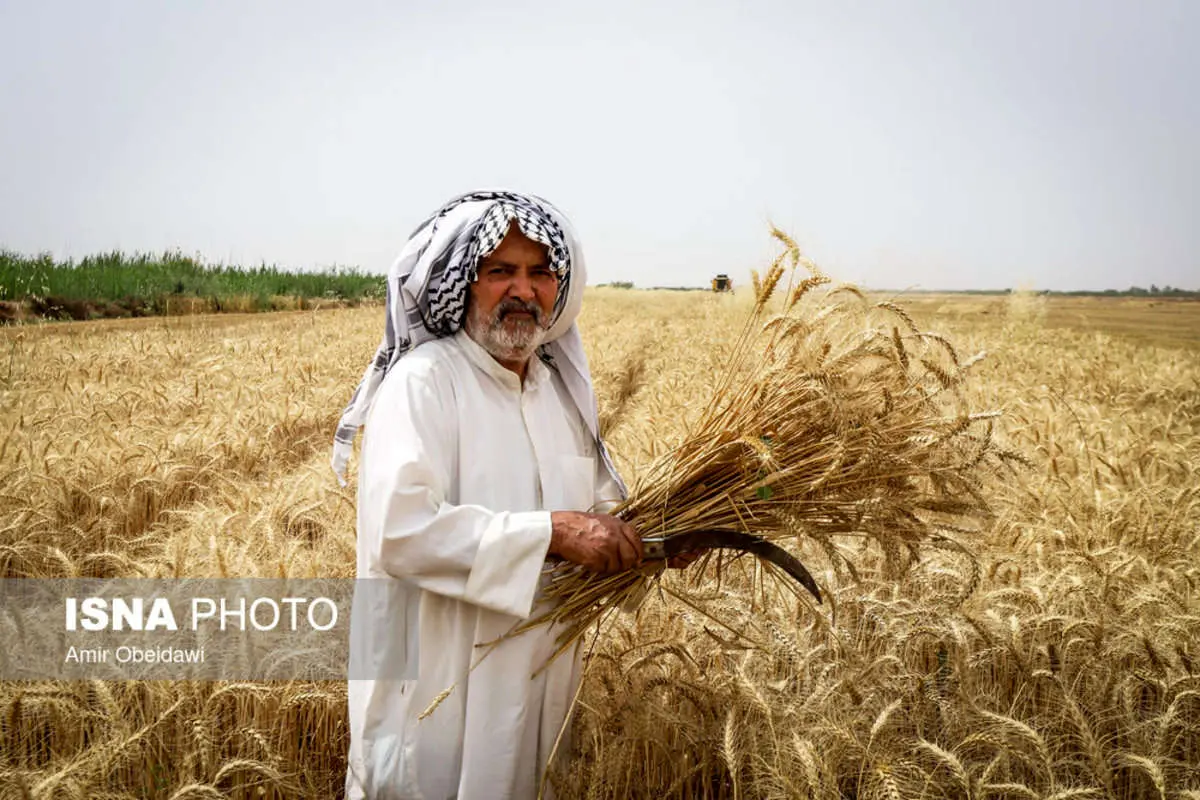 (تصاویر) برداشت گندم در حمیدیه خوزستان