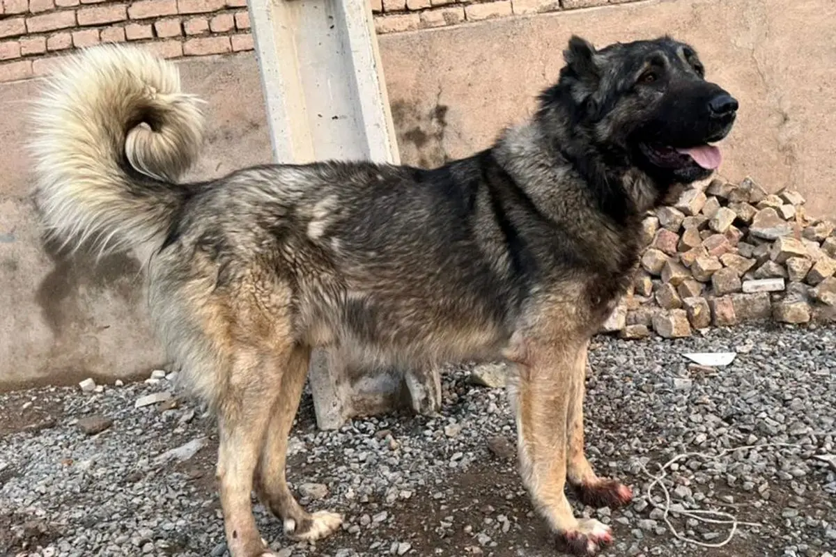 قیمت‌های عجیب سگ سرابی