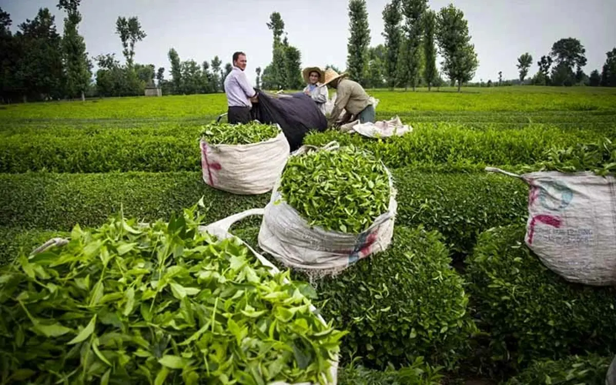 افزایش ۱۰ تا ۶۰ درصدی نرخ چای در سال جاری