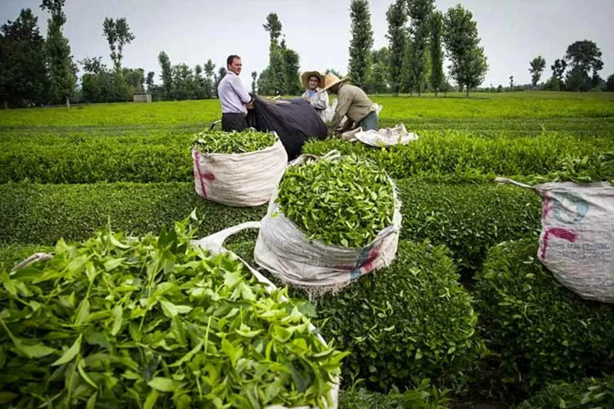 افزایش ۱۰ تا ۶۰ درصدی نرخ چای در سال جاری