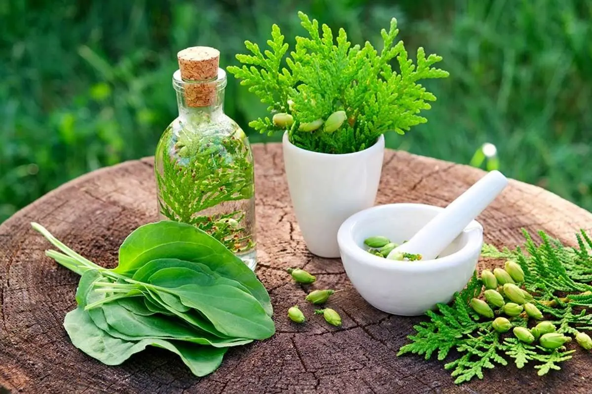 شگفت انگیزترین داروهای گیاهی