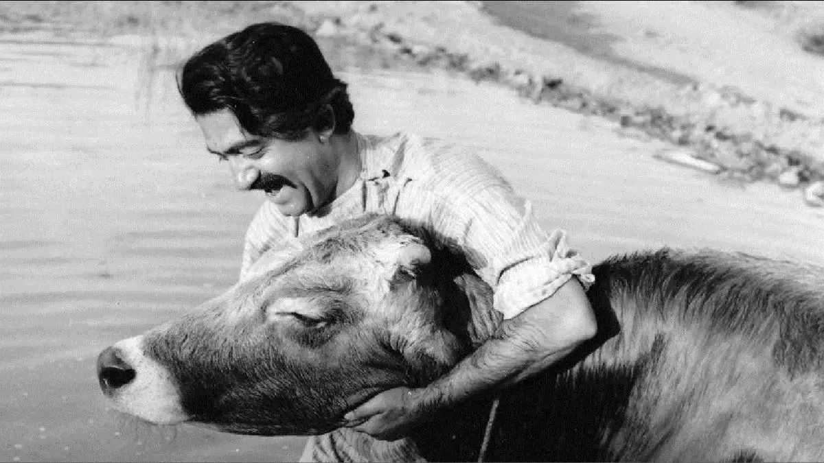 آغاز جشنواره فیلم‌های ایرانی در زوریخ با «گاو» مهرجویی
