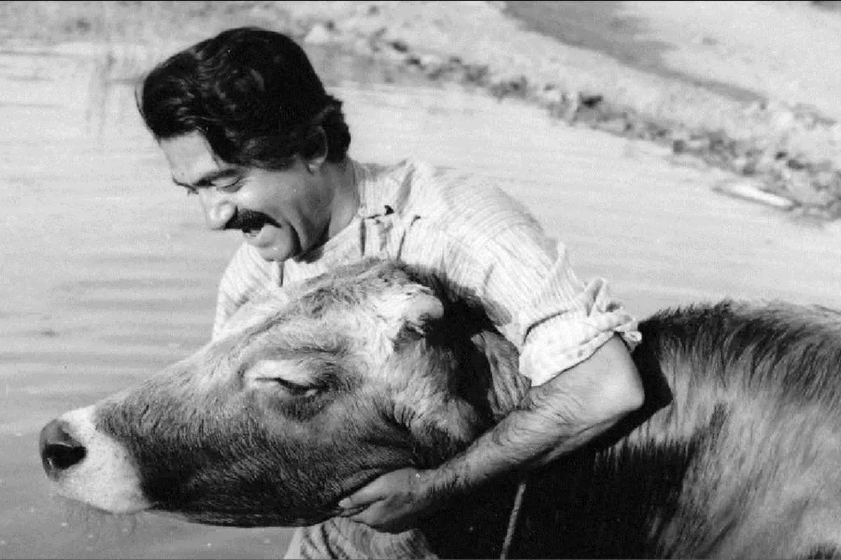 آغاز جشنواره فیلمهای ایرانی در زوریخ با «گاو» مهرجویی