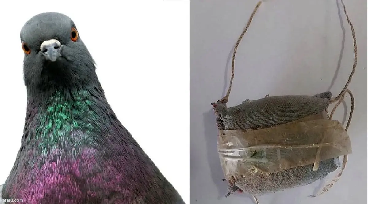 (ویدئو) کبوتر قاچاقچی دستگیر شد!