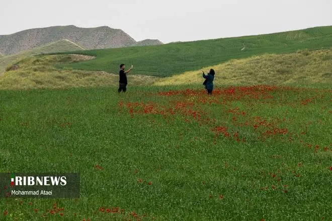 گالری