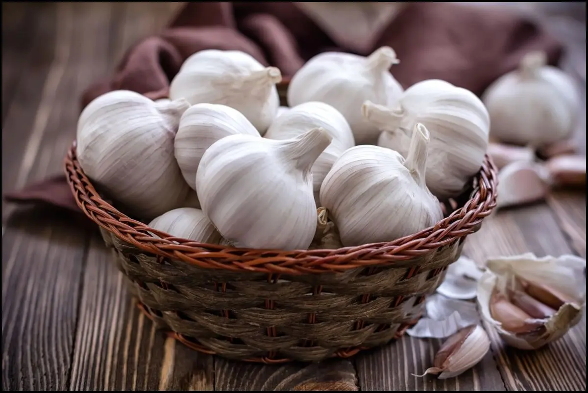 چرا سیر بخوریم؟