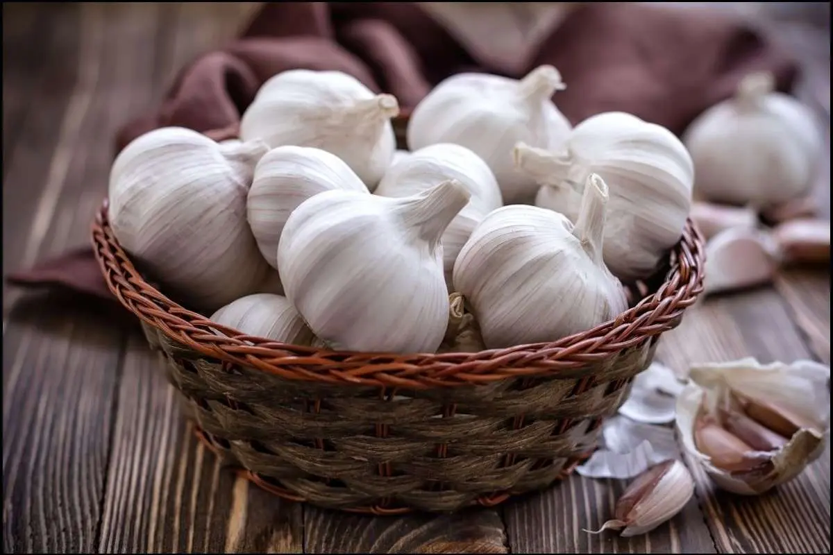 چرا سیر بخوریم؟