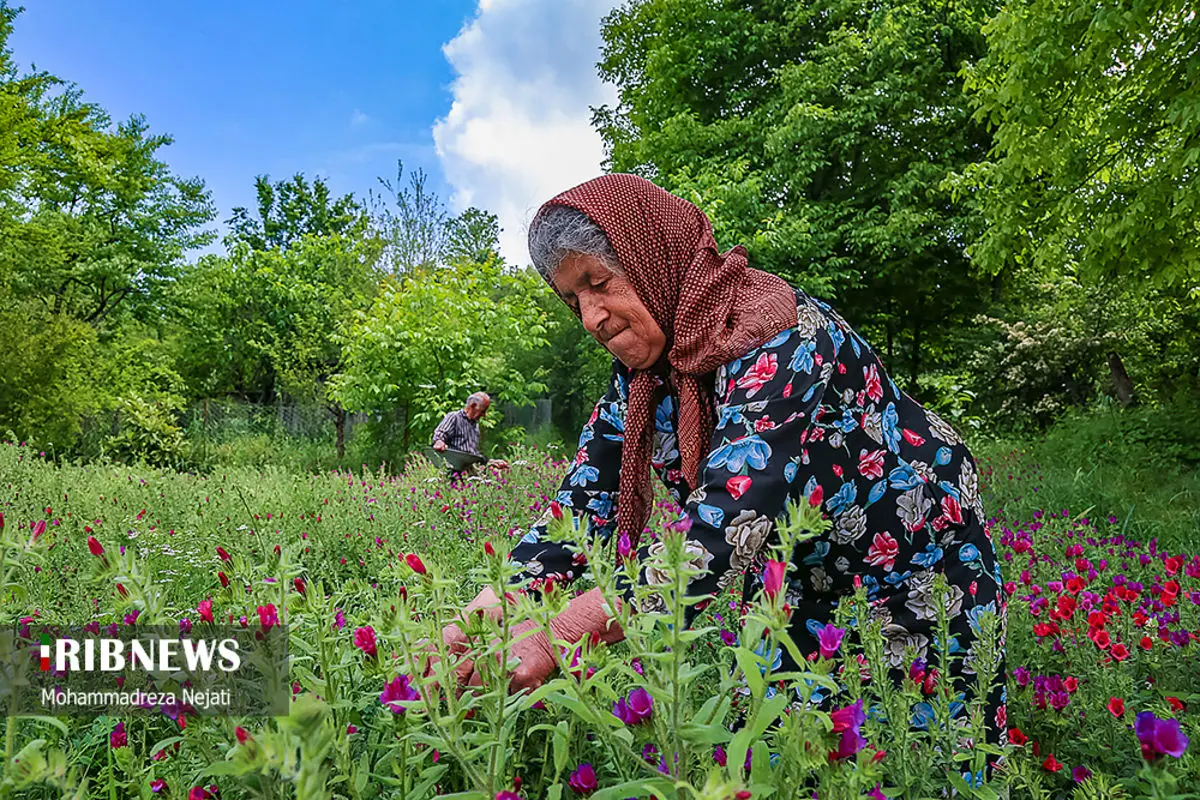 (تصاویر) آغاز برداشت گل گاوزبان در مازندران