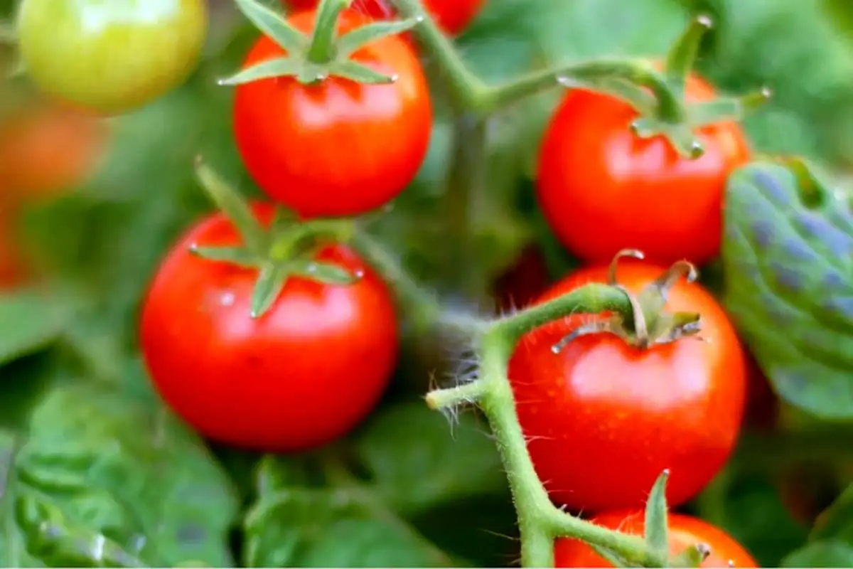 گوجه فرنگیهایی برای رفع کمبود ویتامین D!