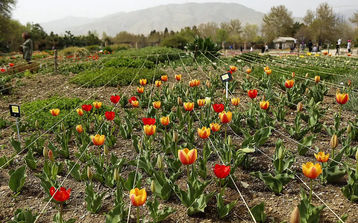 هشدار درباره نابودی منحصر به فردترین باغ ملی ایران