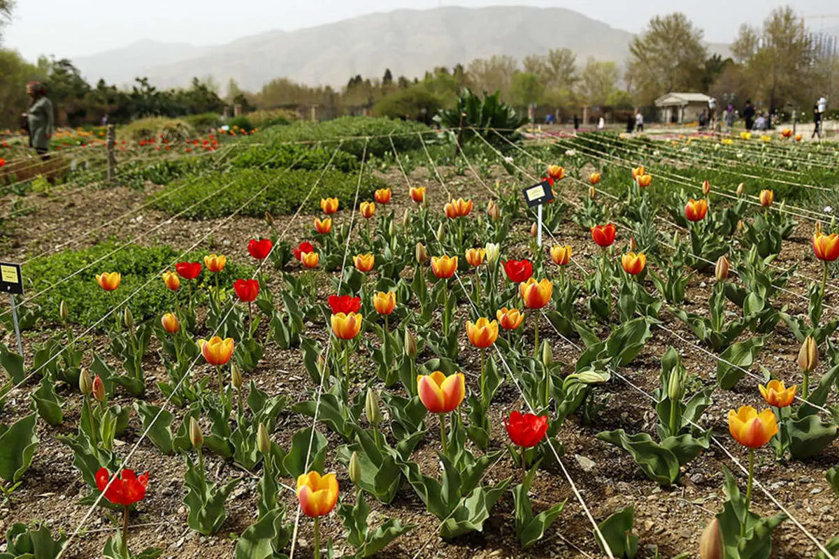 هشدار درباره نابودی منحصر به فردترین باغ ملی ایران