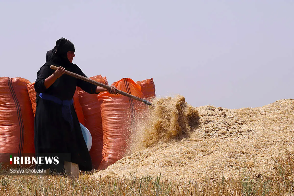 (تصاویر) آغاز برداشت گندم از مزارع کارون