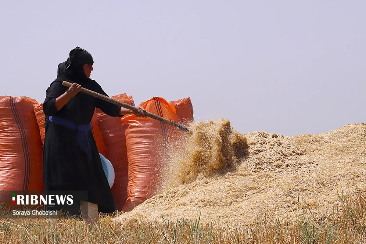 (تصاویر) آغاز برداشت گندم از مزارع کارون