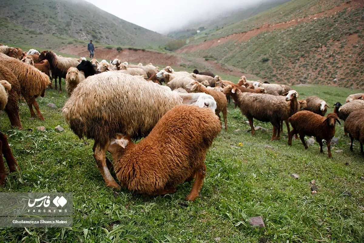 (تصاویر) «بَره کِشی» در بهارِ مازندران