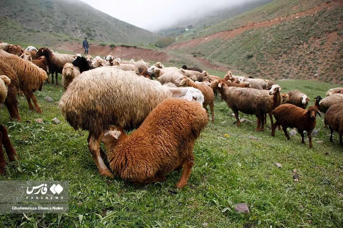 (تصاویر) «بَره کِشی» در بهارِ مازندران