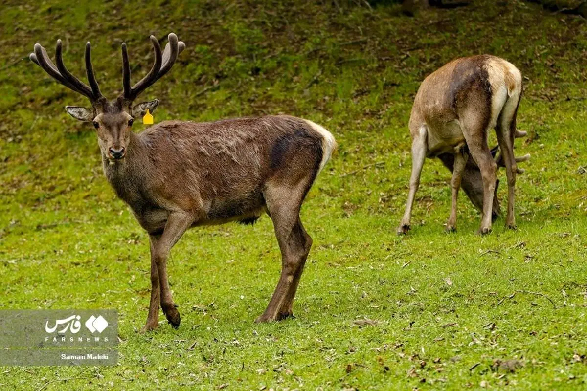(تصاویر) مارالهای آینالو جنگلهای ارسباران