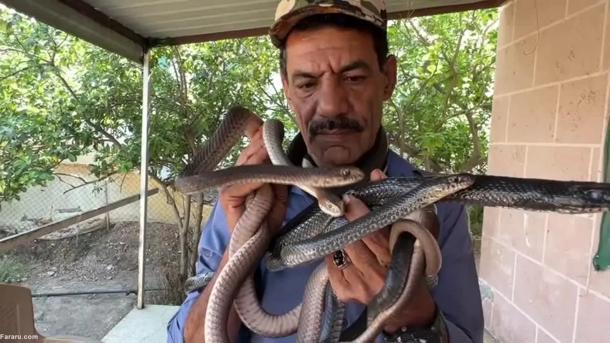 (ویدئو) ملاقات با شکارچی مارها در اردن
