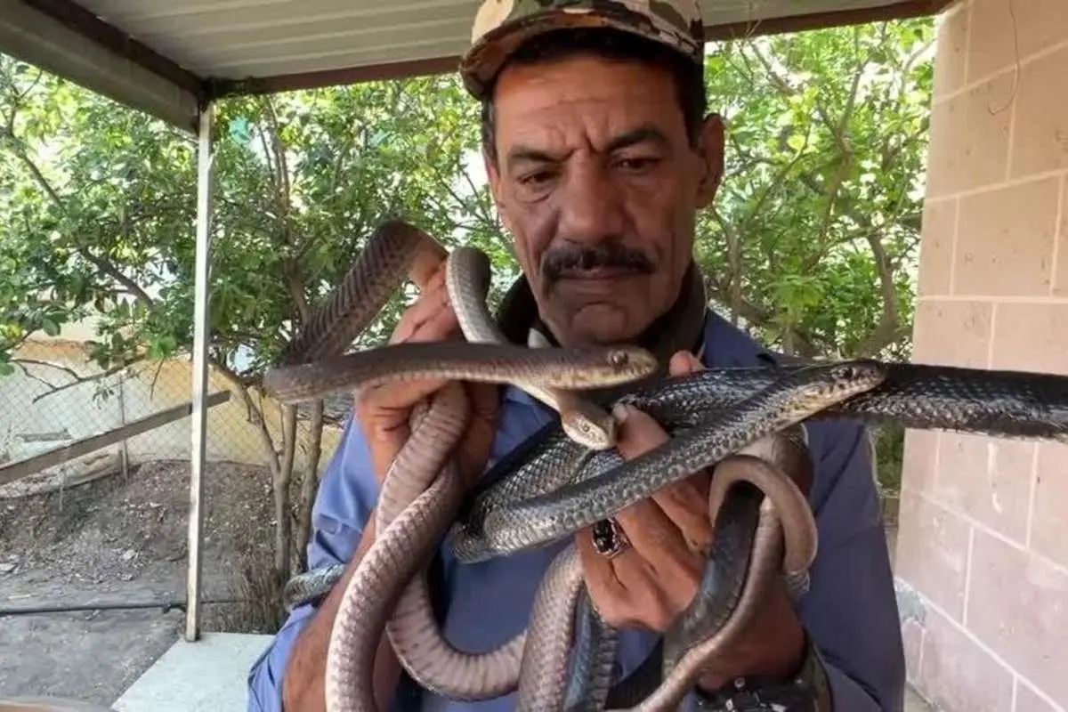 (ویدئو) ملاقات با شکارچی مارها در اردن
